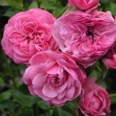 Rosa 'Pirontina' - rózsaszín - climber, futó rózsa