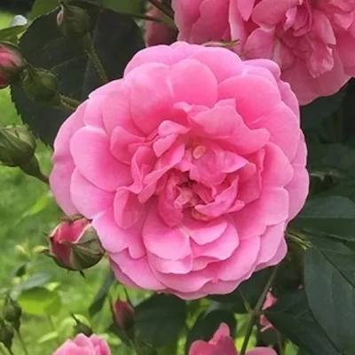 Rosa 'Adalinalu' - rózsaszín - climber, futó rózsa