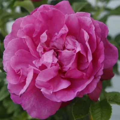 Rosa 'Pink Roadrunner' - rózsaszín - parkrózsa