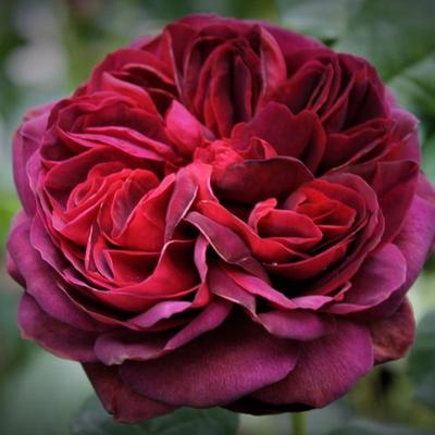 Rosa 'Gräfin Diana®' - rózsaszín - teahibrid rózsa