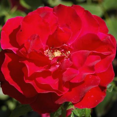 Rosa 'Santana®' - vörös - climber, futó rózsa