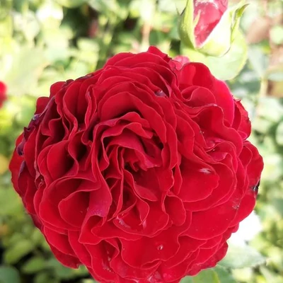Rosa 'Cherry™' - vörös - teahibrid rózsa