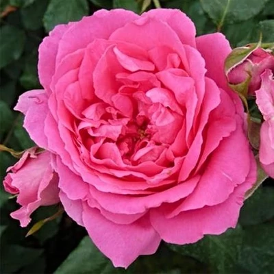 Rosa 'Pink Cloud' - rózsaszín - climber, futó rózsa