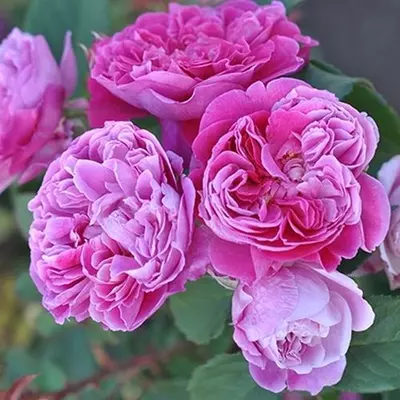 Rosa 'Lavander™' - lila - nosztalgia rózsa