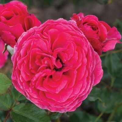 Rosa 'Sava™' - rózsaszín - virágágyi floribunda rózsa