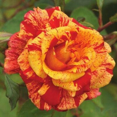 Rosa 'Valentina™' - vörös - sárga - teahibrid rózsa