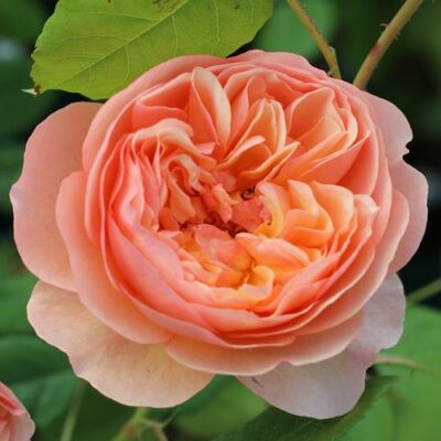 Rosa 'Eveline Wild™' - sárga - nosztalgia rózsa