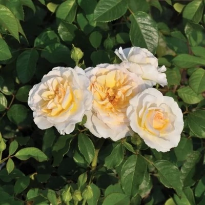 Rosa 'Tisa™' - sárga - virágágyi floribunda rózsa