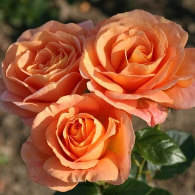 Rosa 'Bengali®' - narancssárga - virágágyi floribunda rózsa