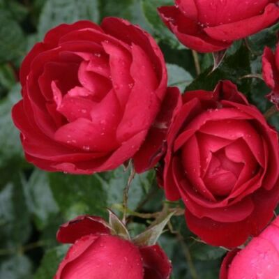 Rosa 'Milano®' - vörös - virágágyi floribunda rózsa