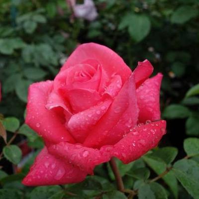 Rosa 'Cherry Lady®' - rózsaszín - teahibrid rózsa