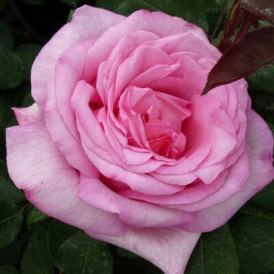 Rosa 'Sweet Parole®' - rózsaszín - teahibrid rózsa