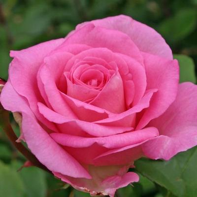 Rosa 'Beverly®' - rózsaszín - teahibrid rózsa