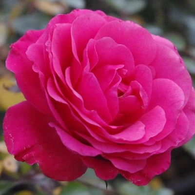 Rosa 'Rózsaszín' - rózsaszín - virágágyi floribunda rózsa