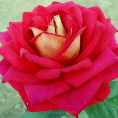 Rosa 'Sárga - Piros' - sárga - piros - teahibrid rózsa