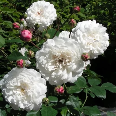 Rosa 'Little White Pet' - fehér - virágágyi polianta rózsa