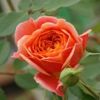 Rosa 'Elara' - narancssárga - virágágyi floribunda rózsa