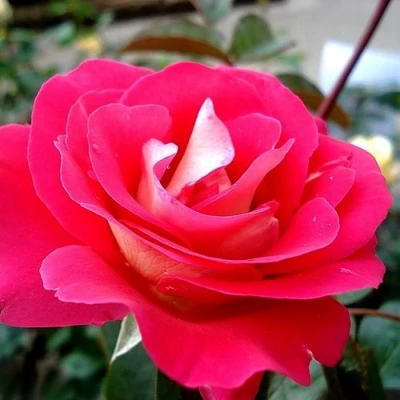 Rosa 'Euporie' - vörös - fehér - virágágyi floribunda rózsa