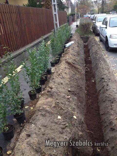 Fagyal Oszi Ultetese