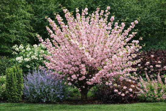 Babarózsa gondozása és társítása a kertben