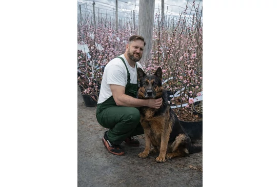 Babarózsa gondozása lépésről lépésre – ültetés és metszés (Prunus triloba ‘Multiplex’)