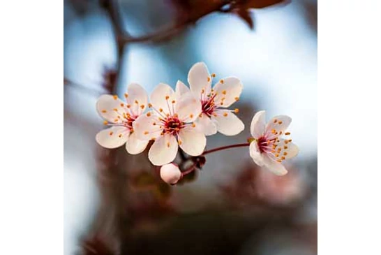 Fontos tudnivalók a tavaszi fagyokról