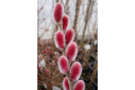 Fűzfák a kertben – gondozás és metszés 