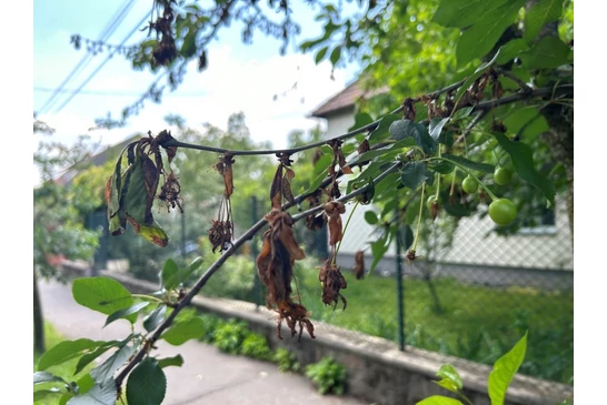 Mit érdemes tudni a moníliás betegségről?