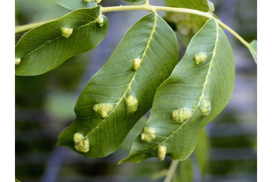 A dió (Juglans regia) növényvédelme