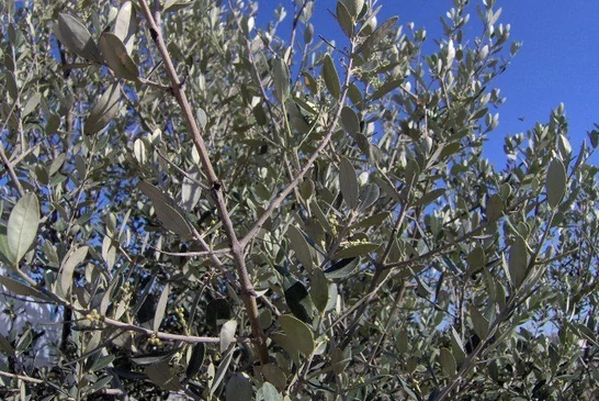 Kedvencünk, az ezüstfa