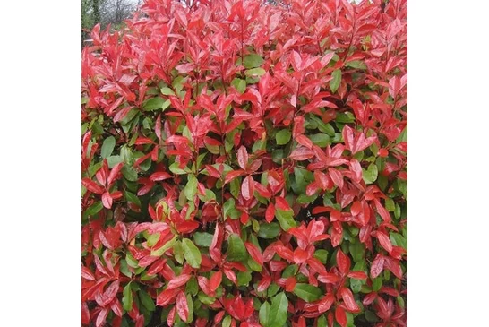 Korallberkenye a kertben