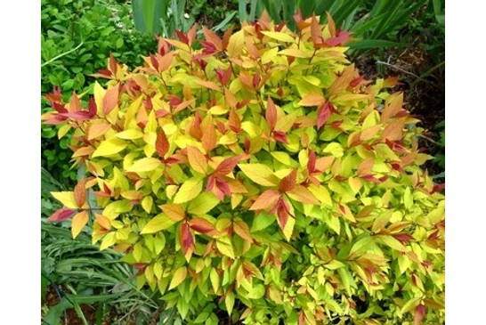 A japán gyöngyvesszőfélék és ami mögöttük van