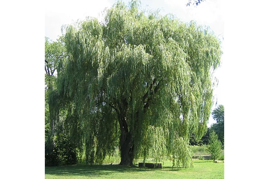 Akár száz évig is a kert éke marad: a fűzfa!