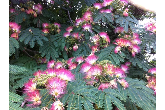 A selyemakác gondozása