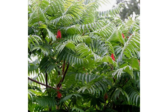 A harmonikus kert alapja az ecetfa