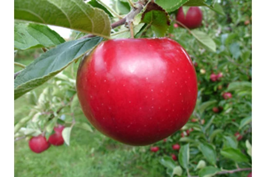 Az Idared almafa metszése és permetezése