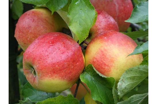 Szabadgyökerű gyümölcsfák ültetése