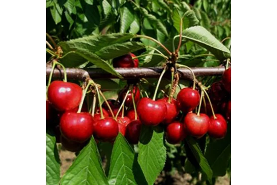 Ismerje meg a legnépszerűbb cseresznye fajtákat!