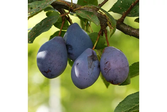 Finom gyümölcsöt ad és kevés gondozást igényel: a szilvafa