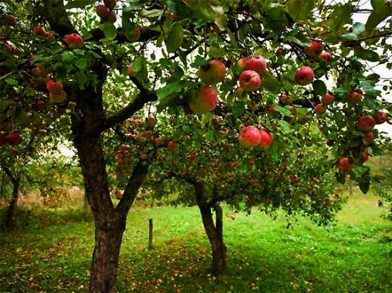 Meseszép almafák