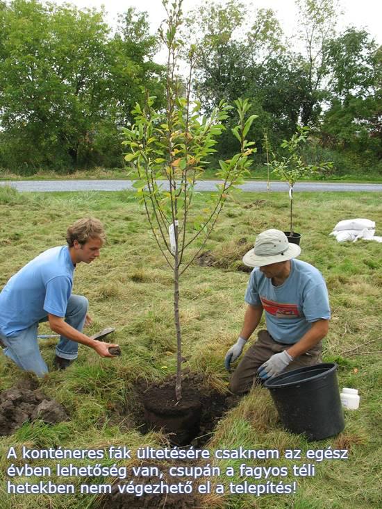 Konténeres gyümölcsfa csemete ültetése