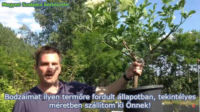 bodza vásárlás