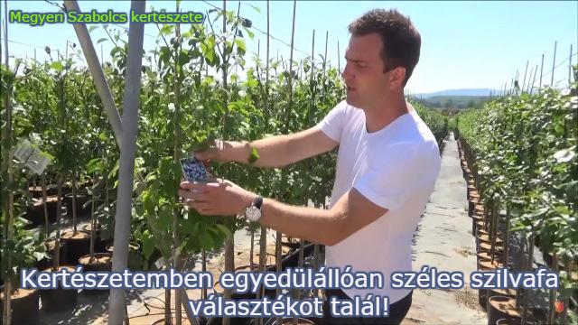 szilvafa facsemete rendelés