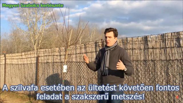 szilvafa metszése