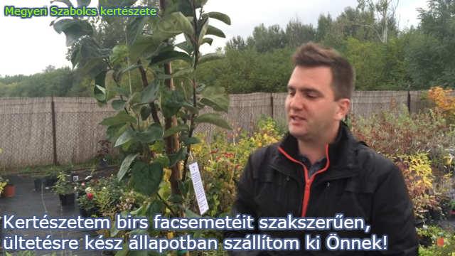 birs csemete vásárlás