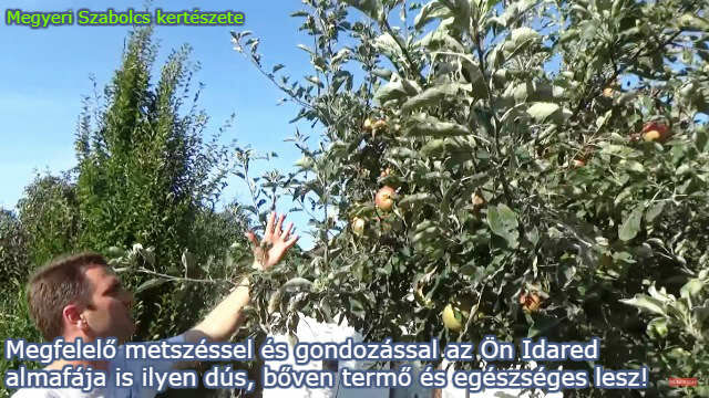 Idared almafa csemete rendelése a Megyeri kertészetből!