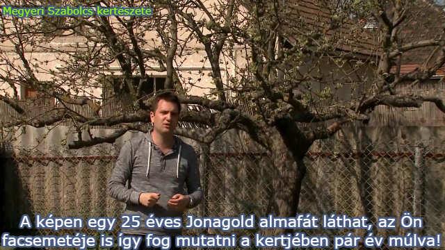 Jonagold almafa csemete rendelése a Megyeri kertészetből!