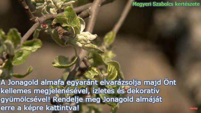 Jonagold almafa csemete rendelése a Megyeri kertészetből