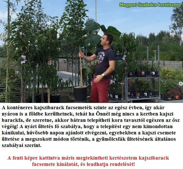 kajszibarack csemete vásárlás