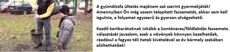 gyümölcsfa ültetés